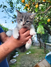 Gattino maschio grigio bianco tigrato 2 mesi