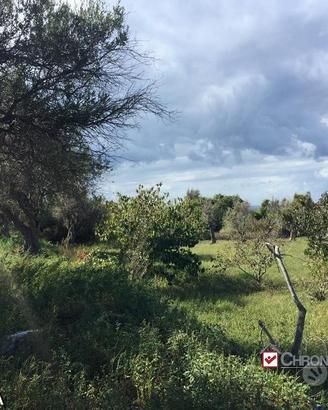 Uliveto a Piano Torre rif. IMV-5024