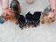 Immagine 4