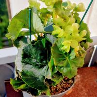 pianta  di begonia dai fiori bianchi 