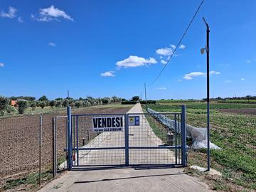 Azienda agricola avviata - Francavilla Fontana(br)