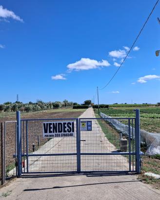 Azienda agricola avviata - Francavilla Fontana(br)