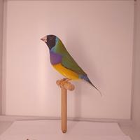 Diamanti di Gould in purezza 2025