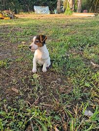 Jack russel terrier 