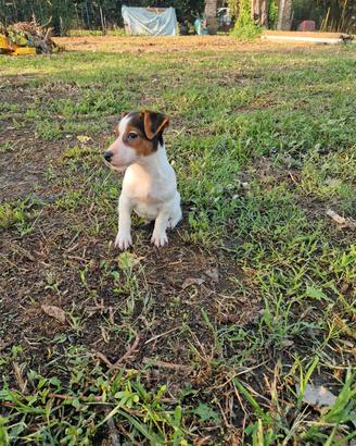 Jack russel terrier 