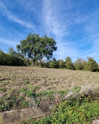 Terreno agricolo pianeggiante e fronte strada