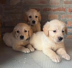 Cuccioli di golden retriver