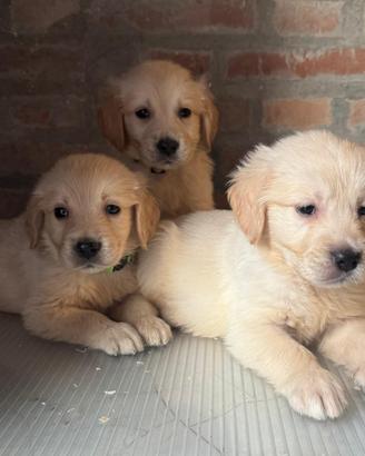 Cuccioli di golden retriver