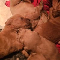 Cuccioli golden retriver