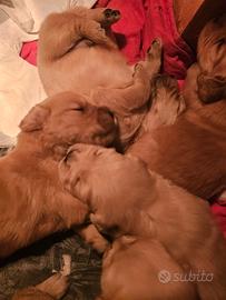 Cuccioli golden retriver