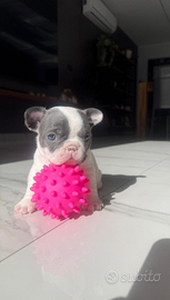 Cucciola di Bulldog Francese Esotica