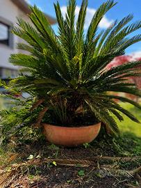 Palma con vaso in terracotta - Cycas revoluta