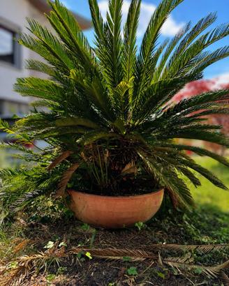 Palma con vaso in terracotta - Cycas revoluta