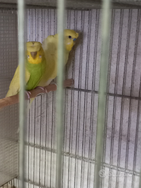 Cocorite e calopsite