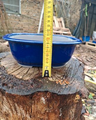 vaso bonsai 