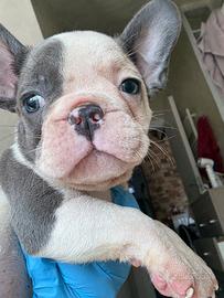 Bulldog francese