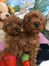 Cuccioli -- Barboncini --Rossi e Albicocca Intenso