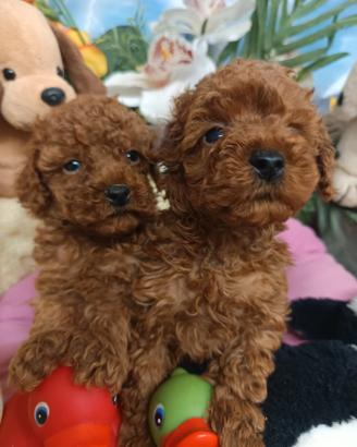 Cuccioli -- Barboncini --Rossi e Albicocca Intenso