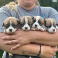 Cuccioli di welsh Corgi pembroke