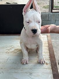 Dogo argentino
