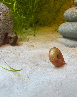 Lumache acquario