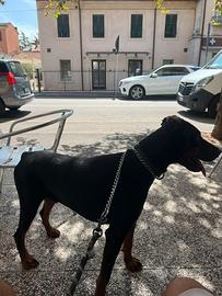 Doberman