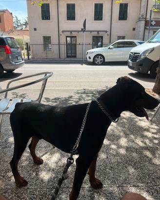 Doberman