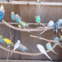 Cocorite 2025 da riproduzione selezionate