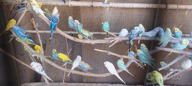 Cocorite 2025 da riproduzione selezionate