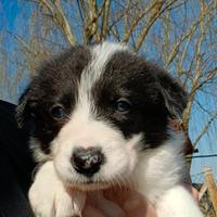 Cucciolo di Border Collie