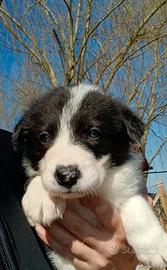 Cucciolo di Border Collie