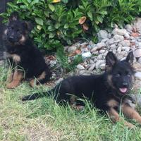 Cuccioli di pastore tedesco