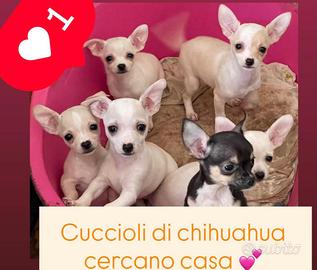 Chihuahua 5 Cuccioli,Femmine e Maschio 04/02/2026