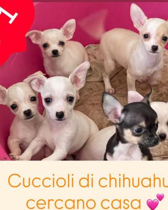Chihuahua 5 Cuccioli,Femmine e Maschio 04/02/2026