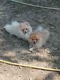 Spitz Nani o volpino della Pomerania cuccioli