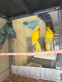 Kakariki vari colori