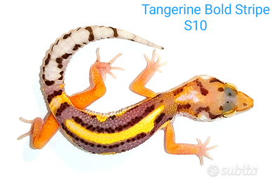 Geco leopardino Mandarine, Tangerine, Bold e altri