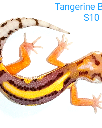 Geco leopardino Mandarine, Tangerine, Bold e altri