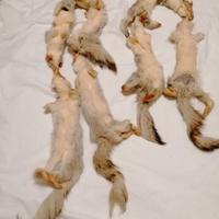 due colli di visone uno 160cm e uno 120 cm