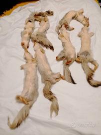 due colli di visone uno 160cm e uno 120 cm