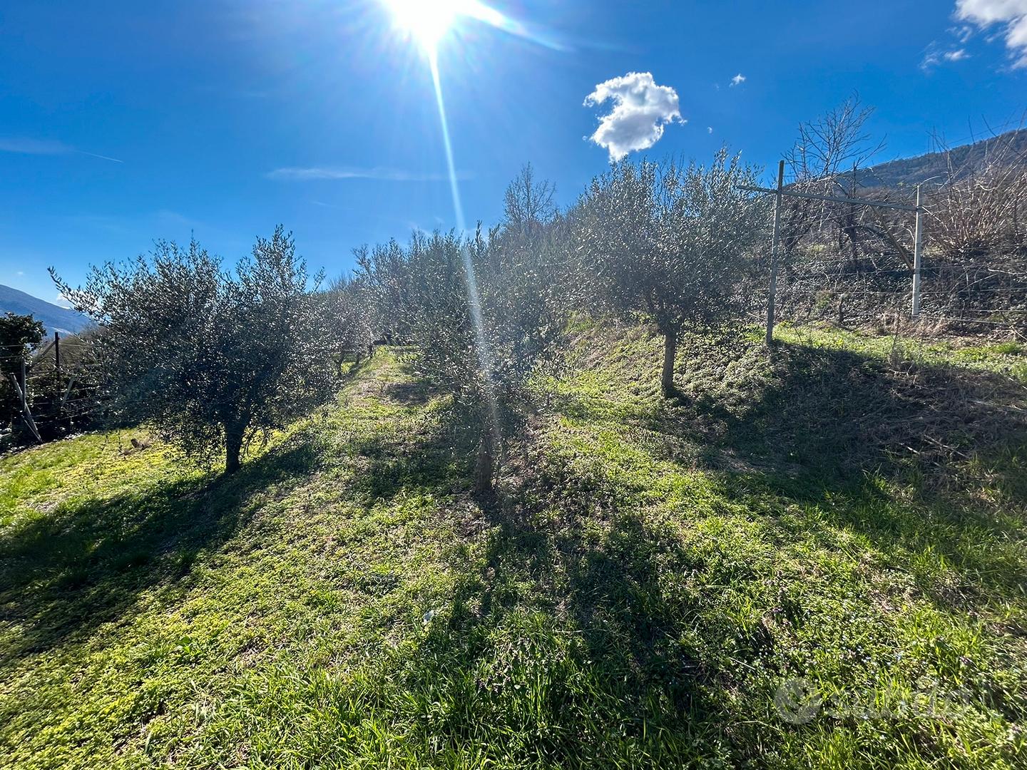 Terreno agricolo uliveto vigneto e bosco - Vista 2