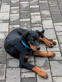 Cuccioli di cane Pastore della Beauce