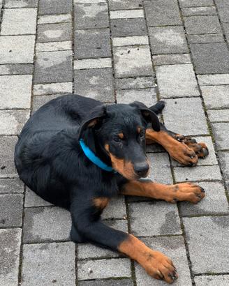 Cuccioli di cane Pastore della Beauce