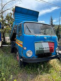 Om leoncino