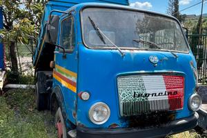 Om leoncino