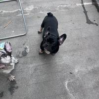 Bulldog francese