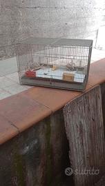 gabbia per canarini 