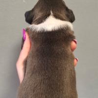 Amstaff blu con pedigree