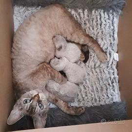 Devon Rex