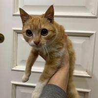 Dustin, gattino arancione in ADOZIONE